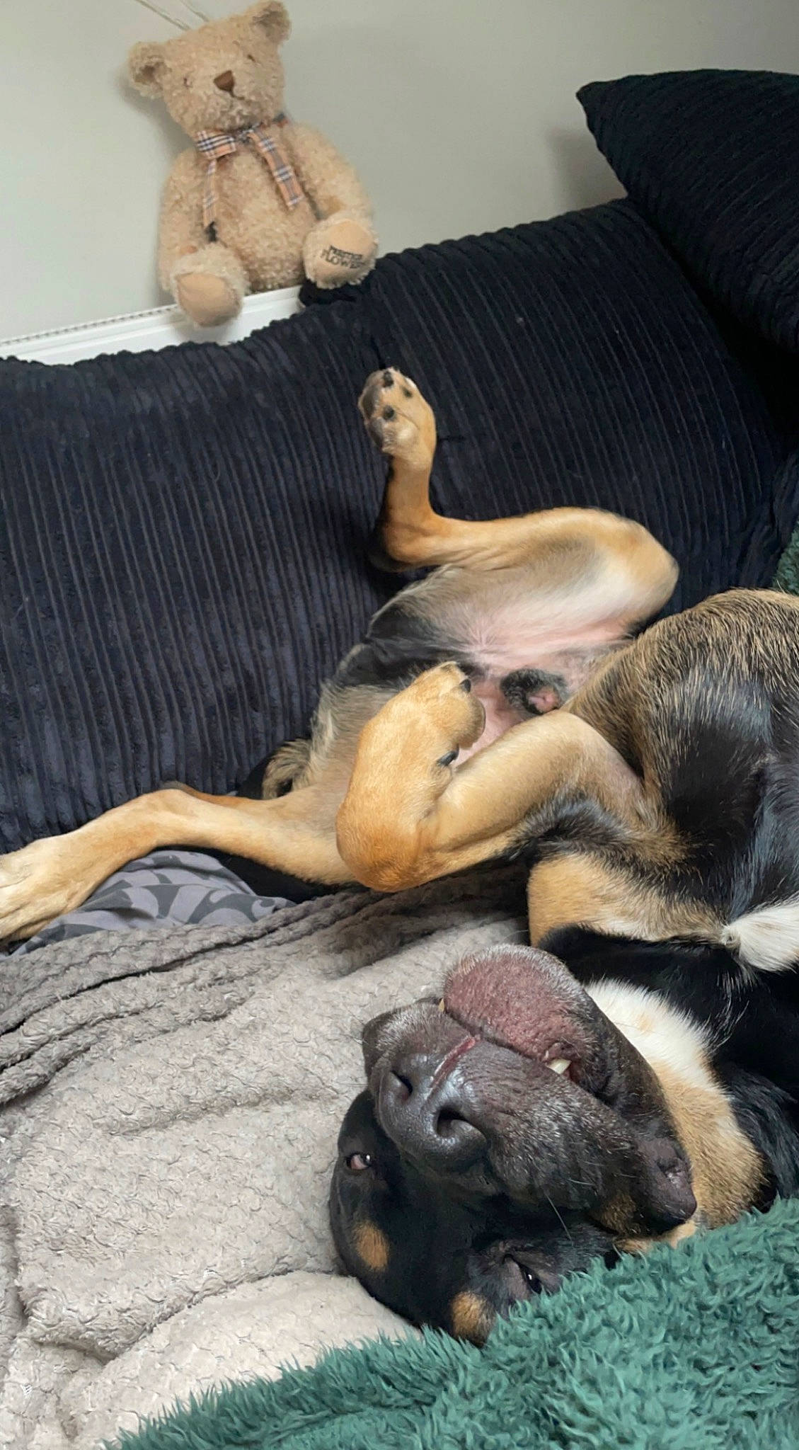 Zeke is registered to the contest to win money with this photo: canidae, carnivore, comfort, companion_dog, couch, dog_breed, fawn, felidae, fur, linens, nap, paw, sporting_group, tail, terrestrial_animal, toy, wildlife