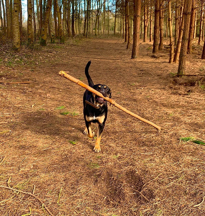 Zeke joined the competition — help win amazing prizes! canidae, carnivore, collar, dog, dog_breed, dog_hiking, forest, grass, landscape, leash, plant, recreation, soil, sporting_group, tail, terrestrial_animal, tree, wood, woodland, working_animal