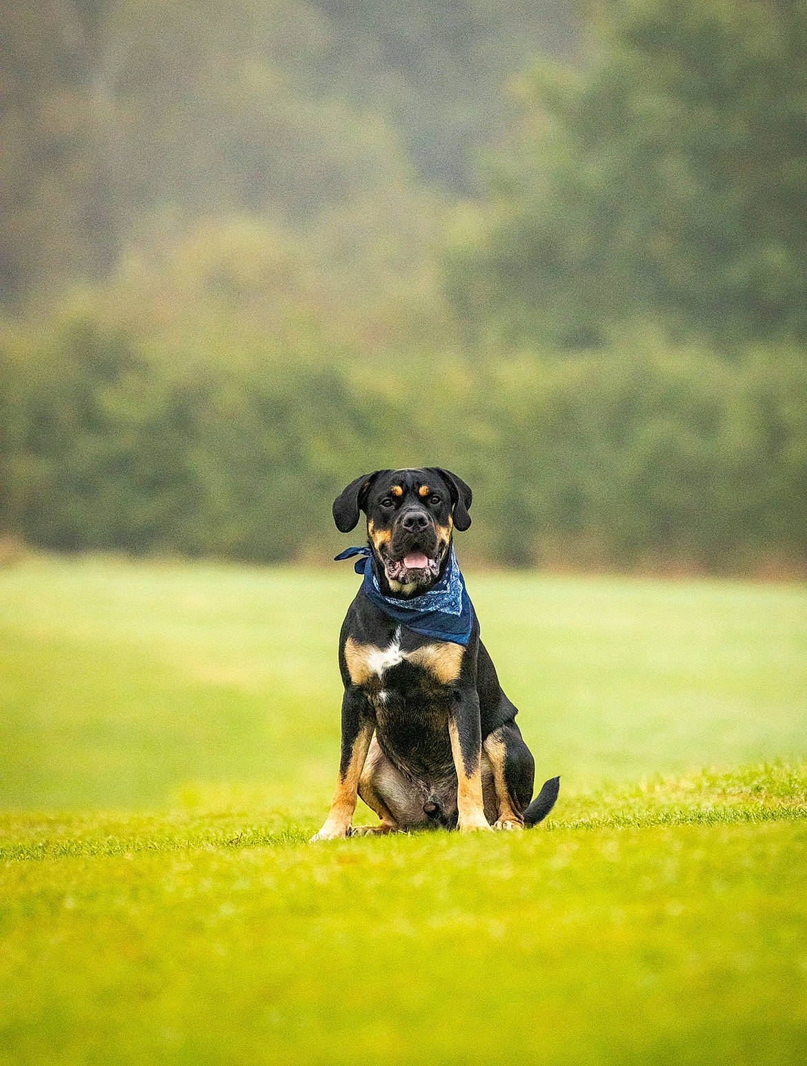 Zeke joined the competition — help win amazing prizes! canidae, carnivore, cloud, companion_dog, dog, dog_breed, gesture, grass, grassland, guard_dog, happy, hunting_dog, landscape, pasture, sporting_group, sports, toy_dog, tree, working_animal, working_dog