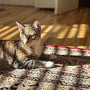 Rosie is registered to the contest to win money with this photo: cat, feline, pet, indoor, sunlight, rug, patterned_rug, wooden_floor, door, portrait, whiskers, ears, paw, relaxing, cozy, domestic, shadow, golden_eyes, shallow_depth_of_field, bokeh