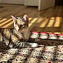 cat, feline, pet, indoor, sunlight, rug, patterned_rug, wooden_floor, door, portrait, whiskers, ears, paw, relaxing, cozy, domestic, shadow, golden_eyes, shallow_depth_of_field, bokeh