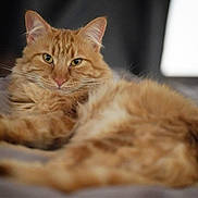 Crevette a rejoint le concours — aidez-le/la à gagner de superbes lots ! cat, orange_tabby, feline, pet, fluffy, relaxed, lying_down, whiskers, ears, eyes, bed, blanket, indoor, soft_light, fur, closeup, portrait, animal, domestic_cat, resting