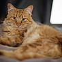 cat, orange_tabby, feline, pet, fluffy, relaxed, lying_down, whiskers, ears, eyes, bed, blanket, indoor, soft_light, fur, closeup, portrait, animal, domestic_cat, resting