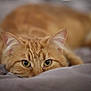 Crevette participe au concours pour gagner de l'argent avec cette photo : cat, ginger_cat, close_up, lying_down, bed, blanket, soft, cozy, pet, animal, feline, whiskers, ears, eyes, relaxing, indoor, fur, cute, domestic_animal, resting