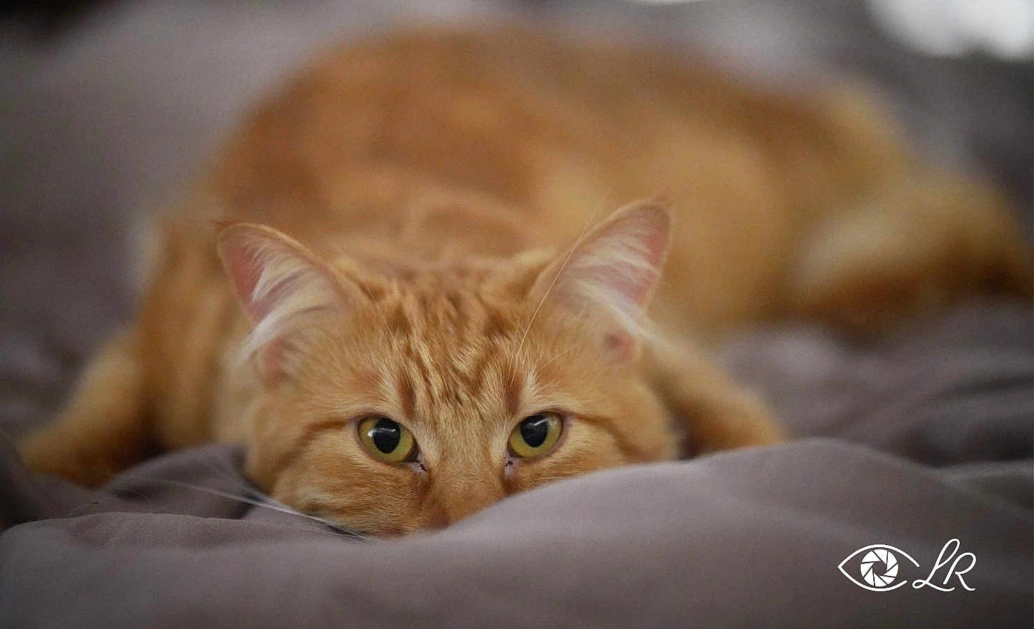 Crevette participe au concours pour gagner de l'argent avec cette photo : cat, ginger_cat, close_up, lying_down, bed, blanket, soft, cozy, pet, animal, feline, whiskers, ears, eyes, relaxing, indoor, fur, cute, domestic_animal, resting
