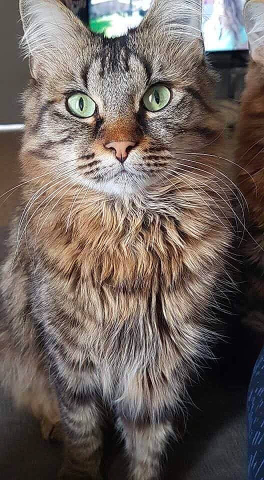 Vodka a rejoint le concours — aidez-le/la à gagner de superbes lots ! carnivore, cat, close_up, domestic_short_haired_cat, felidae, fur, photo_caption, photography, small_to_medium_sized_cats, snout, terrestrial_animal, whiskers, wildlife