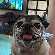 Beast joined the competition — help win amazing prizes! dog, pug, tongue_out, pet, close_up, living_room, couch, furniture, television, blurred_background, cute, animal, indoor, whiskers, face, expression, home, carpet, sitting, canine