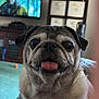 dog, pug, tongue_out, pet, close_up, living_room, couch, furniture, television, blurred_background, cute, animal, indoor, whiskers, face, expression, home, carpet, sitting, canine