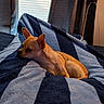 dog, small_dog, tan_dog, bed, blanket, striped_blanket, blue_blanket, indoor, curtains, window, resting, relaxed, cozy, pet, animal, furniture, soft_light, home, sleepy, lying_down