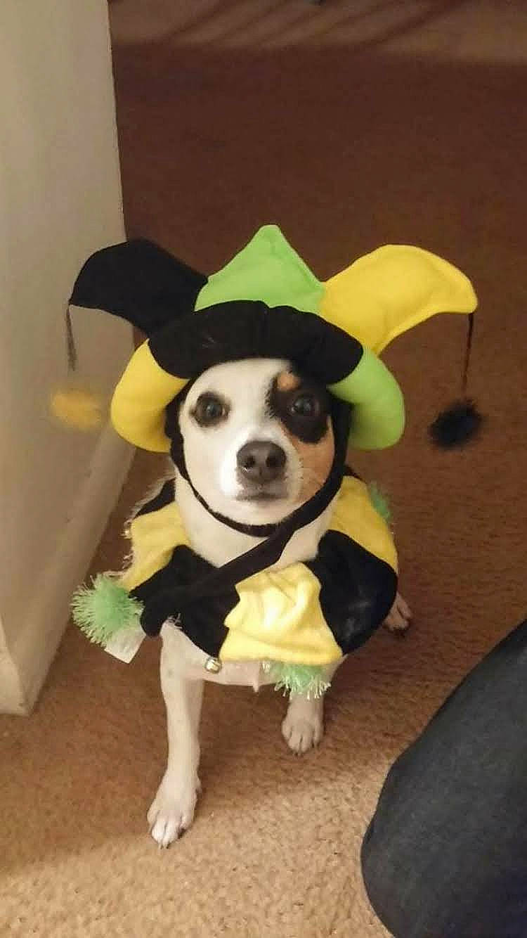 Dudley is registered to the contest to win money with this photo: carnivore, chair, chihuahua, companion_dog, costume_hat, dog, dog_breed, dog_clothes, dog_supply, fawn, flooring, fur, hat, snout, sporting_group, sun_hat, tail, toy, toy_dog, working_animal