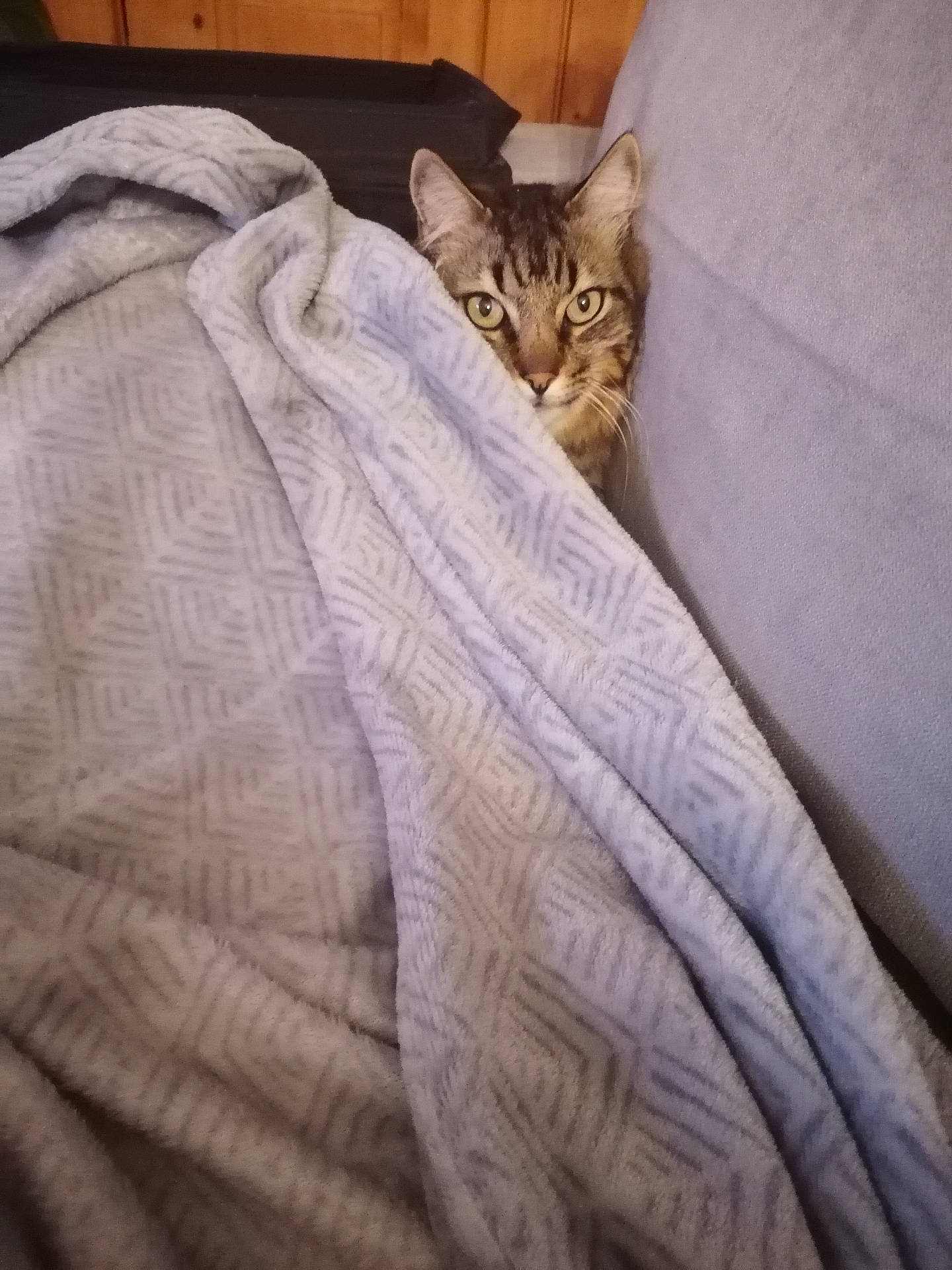 Gribouille participe au concours pour gagner de l'argent avec cette photo : abyssinian, animal, bed, blanket, cat, couch, furniture, homedecor, kitten, linen, pet, quilt, towel