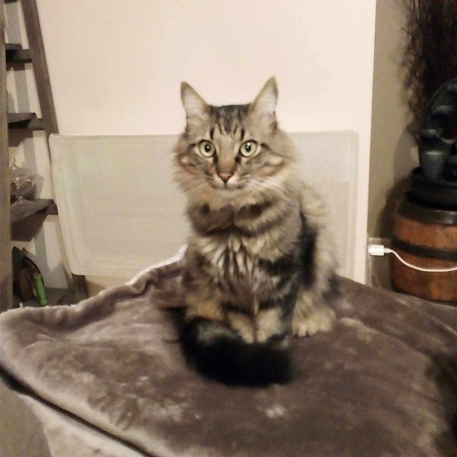 Gribouille a rejoint le concours — aidez-le/la à gagner de superbes lots ! abyssinian, angora, animal, architecture, building, cat, chair, couch, cushion, furniture, homedecor, indoors, kitten, livingroom, manx, pet, plywood, room, text, wood