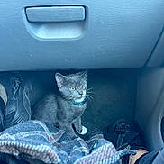 Sylvester joined the competition — help win amazing prizes! cat, kitten, gray_cat, collar, car_interior, footwell, blanket, shoe, plaid, pet, animal, domestic_cat, floor, sitting, curious, indoor, young_cat, feline, cute, paw