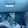 Sylvester joined the competition — help win amazing prizes! animal, blanket, car_interior, cat, collar, curious, cute, domestic_cat, feline, floor, footwell, gray_cat, indoor, kitten, paw, pet, plaid, shoe, sitting, young_cat