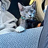 Sylvester joined the competition — help win amazing prizes! cat, kitten, gray_cat, white_paw, collar, pet, indoor, car_interior, blanket, fabric, curious, paw, feline, young_animal, whiskers, closeup, portrait, domestic_animal, cute, animal