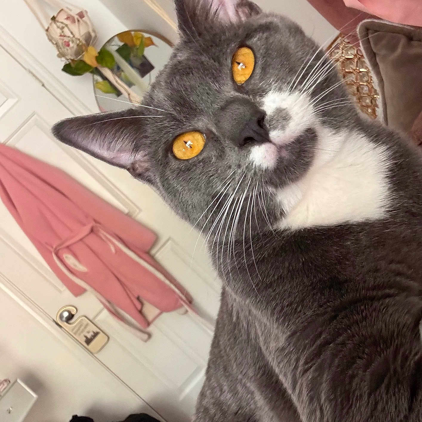 Sylvester joined the competition — help win amazing prizes! cat, gray_cat, white_fur, amber_eyes, close_up, indoor, home, robe, door, mirror, plant, couch, decor, furniture, whiskers, pet, curious, portrait, animal, cute
