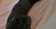 Sylvester is registered to the contest to win money with this photo: animal, bed, cat, cozy, cute, domestic_cat, feline, fur, gray_cat, indoor, nap, peaceful, pet, pink_bedspread, relaxation, resting, sleeping, soft, whiskers, white_paws