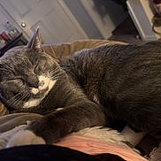 Sylvester joined the competition — help win amazing prizes! animal, blanket, cat, closeup, comfort, cozy, decor, door, fur, furniture, gray_cat, home, indoor, pet, relaxing, resting, sleeping, tattoo, whiskers, white_paws