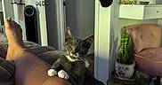 Sylvester is registered to the contest to win money with this photo: cat, gray_cat, white_paws, person, leg, tattoo, anklet, bed, blanket, pink_clothing, indoor, plant, potted_plant, chair, pink_chair, vanity_mirror, mirror_lights, room, door, hat