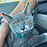 Sylvester is registered to the contest to win money with this photo: cat, gray_cat, yellow_eyes, collar, pet, tattoo, person, arm, hand, seatbelt, car_interior, window, greenery, closeup, fur, whiskers, relaxed, indoor, animal, companion