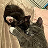 Maevis is registered to the contest to win money with this photo: cat, kitten, gray_cat, black_cat, sleeping, snuggling, paw, blanket, indoor, pet, cute, fur, whiskers, relaxing, domestic_animal, cozy, resting, closeup, animal, companion