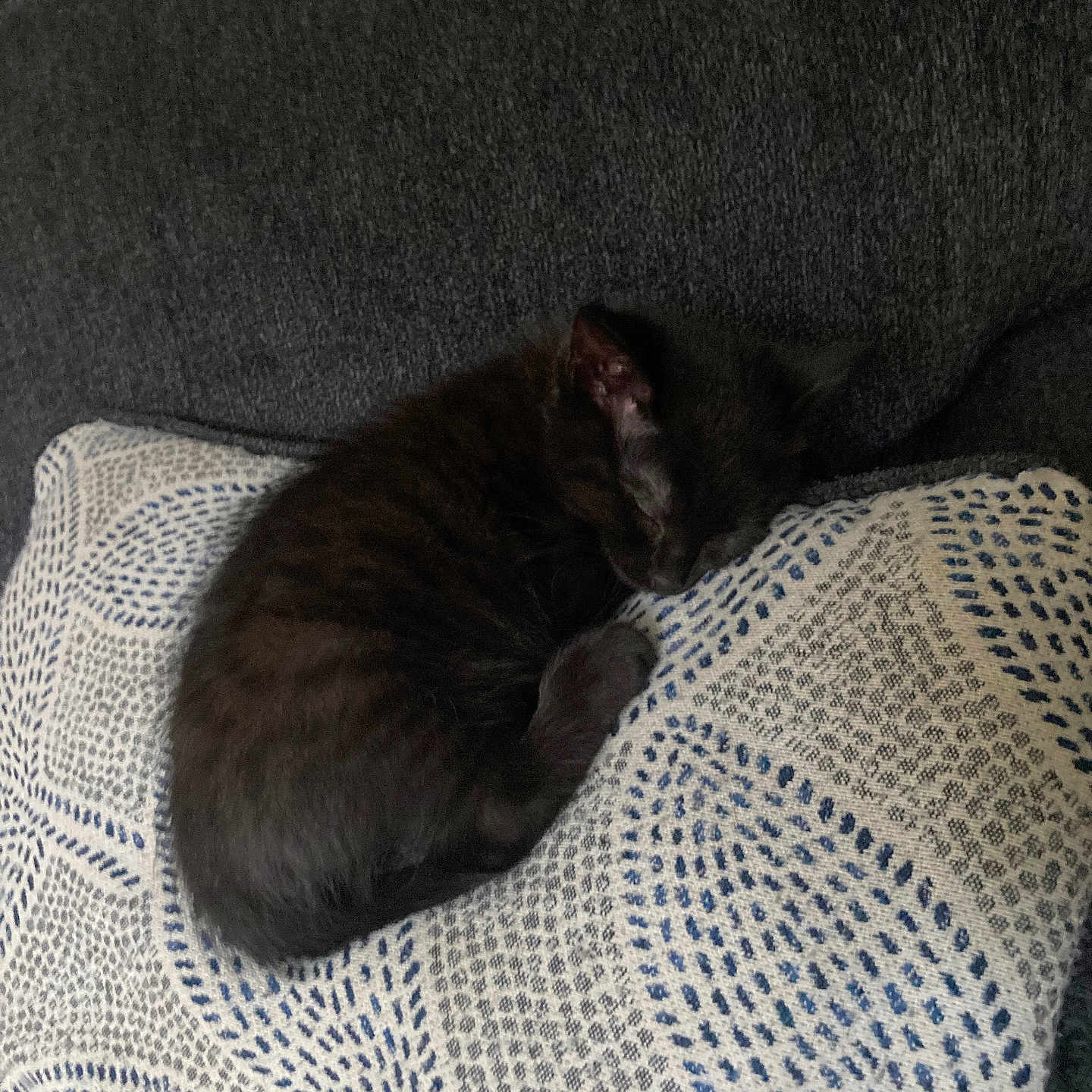 Maevis joined the competition — help win amazing prizes! kitten, cat, sleeping, pillow, patterned_pillow, couch, black_cat, pet, feline, cozy, indoor, resting, fur, animal, cute, small, domestic_cat, home, relaxing, nap
