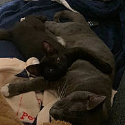 Maevis joined the competition — help win amazing prizes! cat, black_cat, gray_cat, pets, snuggling, blanket, indoors, cozy, sleeping, fur, animal, relaxed, resting, cute, domestic_animal, closeup, soft, companion, feline, home