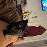 kitten, black_cat, pet, tattoo, leg, living_room, television, red_robe, furniture, indoor, person, cute, animal, curious, relaxation, cozy, home, domestic, small, eyes