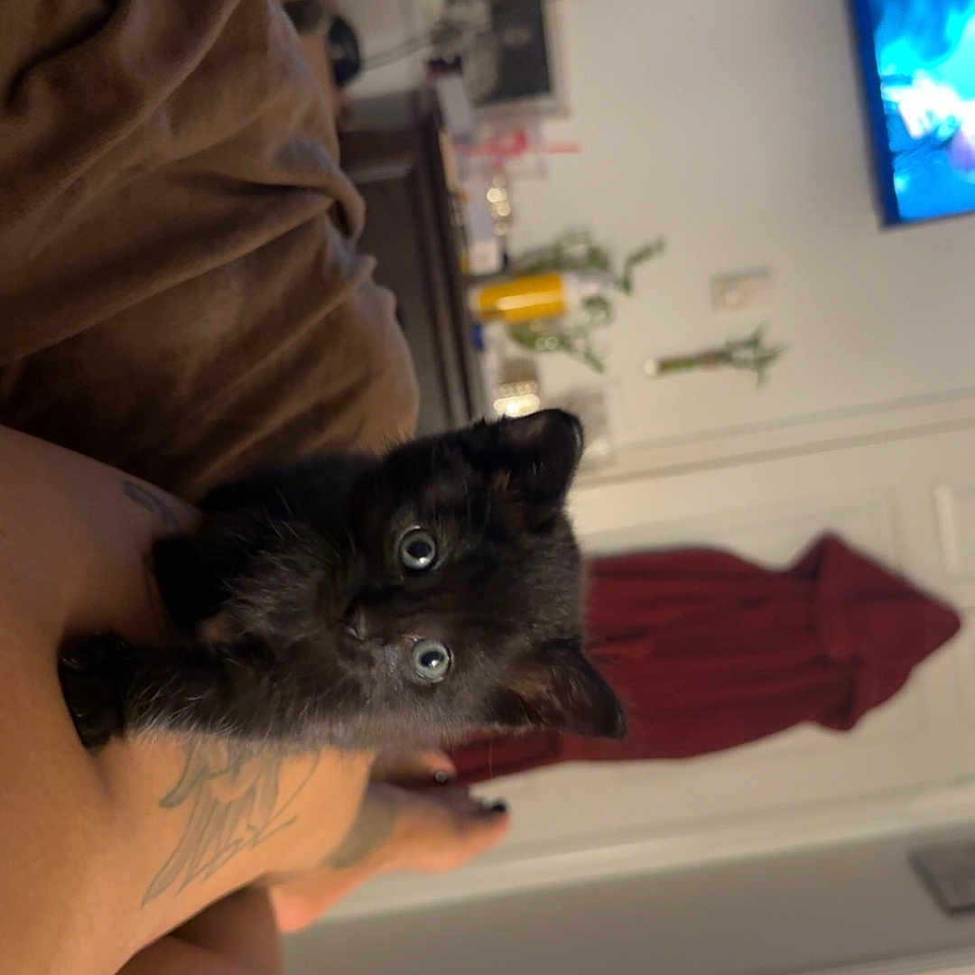 Maevis joined the competition — help win amazing prizes! animal, black_cat, cozy, curious, cute, domestic, eyes, furniture, home, indoor, kitten, leg, living_room, person, pet, red_robe, relaxation, small, tattoo, television