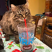 Kuro is registered to the contest to win money with this photo: cat, chair, closeup, cozy, curious, domestic, drinking, feline, fluffy, fur, holiday_theme, household, indoor, pet, plastic_cup, straw, tabby, table, tablecloth, wooden_chair