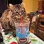 cat, chair, closeup, cozy, curious, domestic, drinking, feline, fluffy, fur, holiday_theme, household, indoor, pet, plastic_cup, straw, tabby, table, tablecloth, wooden_chair