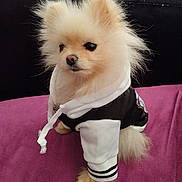 Ugg'S a rejoint le concours — aidez-le/la à gagner de superbes lots ! dog, pomeranian, pet, animal, fur, cute, hoodie, clothing, purple, indoor, fashion, small_dog, fluffy, standing, black, white, canine, portrait, domestic_animal, furry