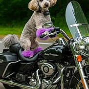 Charlie joined the competition — help win amazing prizes! dog, poodle, motorcycle, harley_davidson, purple, fur, pet_accessory, outdoor, road, chrome, handlebar, seat, wheel, headlight, mirror, forest_background, animal, transportation, vehicle, parked