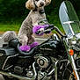 dog, poodle, motorcycle, harley_davidson, purple, fur, pet_accessory, outdoor, road, chrome, handlebar, seat, wheel, headlight, mirror, forest_background, animal, transportation, vehicle, parked