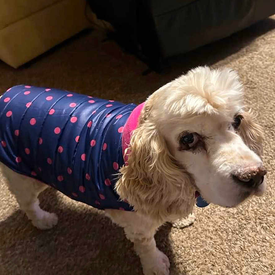 Maggie joined the competition — help win amazing prizes! accessories, animal, canine, clothing, cockerspaniel, couch, cushion, dog, formalwear, furniture, homedecor, hound, person, pet, poodle, puppy, strap, terrier, tie, whitedog