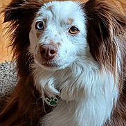 Aspen joined the competition — help win amazing prizes! dog, heterochromia, blue_eye, brown_eye, fluffy, fur, pet, indoor, carpet, wood_floor, animal, closeup, portrait, collar_tag, paw_print, curious, cute, domestic, mammal, canine