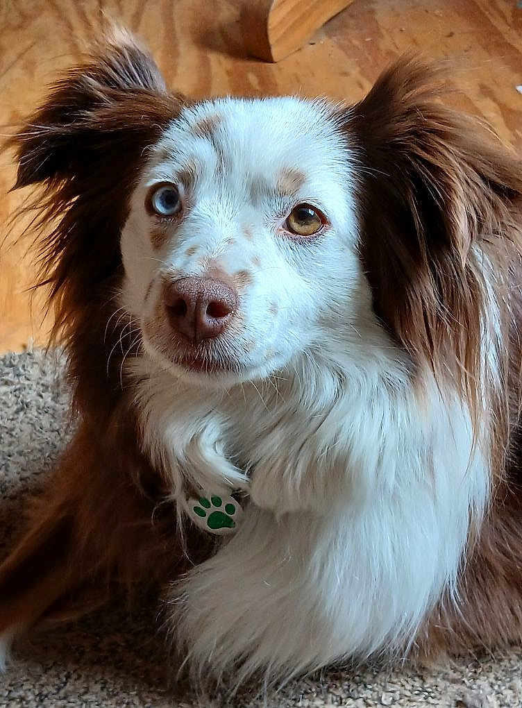 Aspen joined the competition — help win amazing prizes! dog, heterochromia, blue_eye, brown_eye, fluffy, fur, pet, indoor, carpet, wood_floor, animal, closeup, portrait, collar_tag, paw_print, curious, cute, domestic, mammal, canine