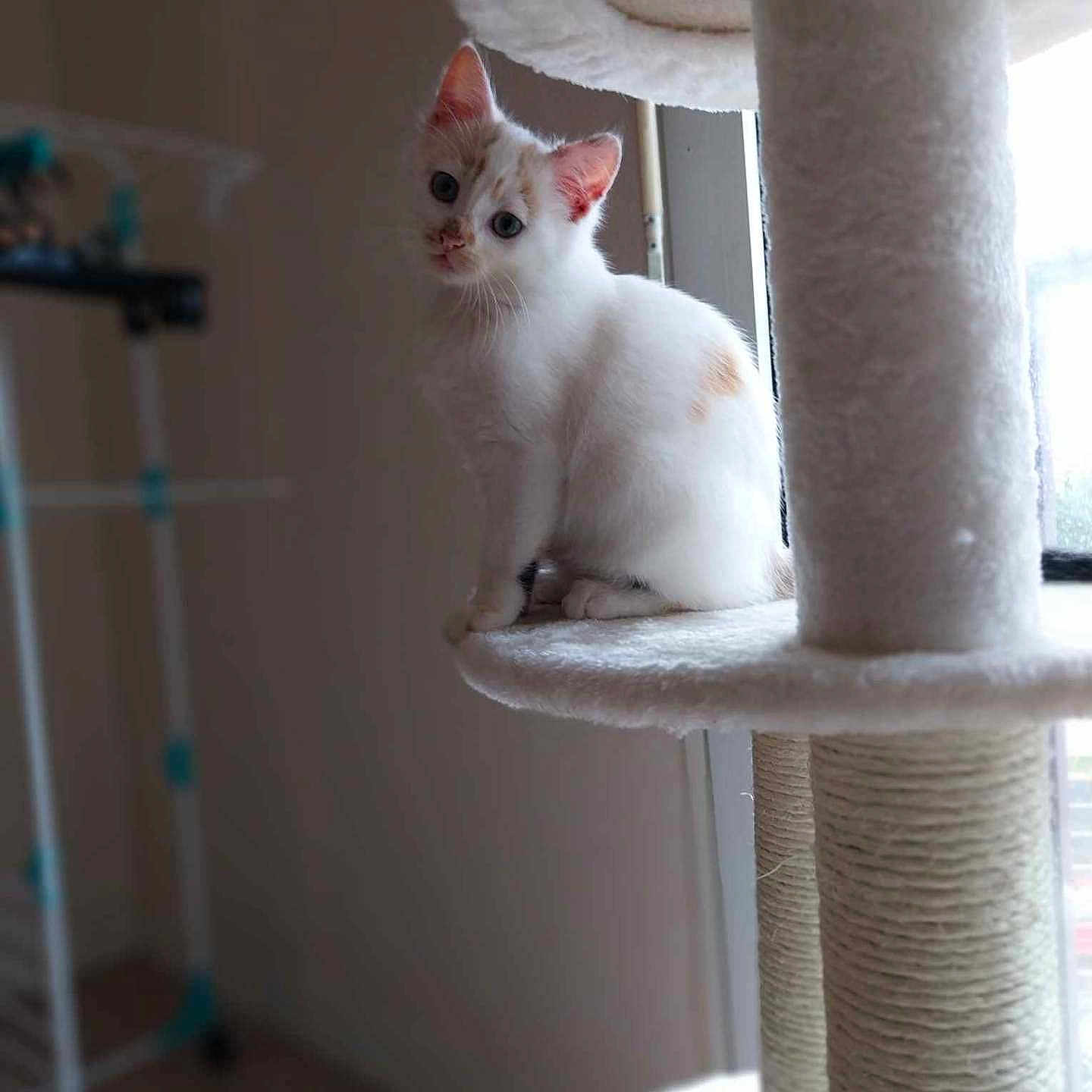 Gaïa a rejoint le concours — aidez-le/la à gagner de superbes lots ! animal, blue_eyes, blurred_background, cat, cat_tree, cozy, curious, cute, domestic_cat, feline, fur_pattern, home, indoor, kitten, pet, sitting, soft_light, white_fur, window, young_cat