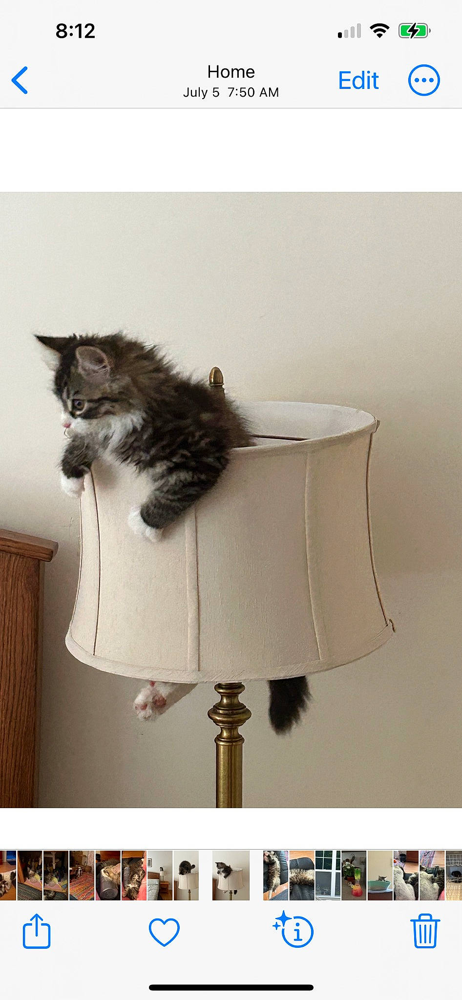 Sid is registered to the contest to win money with this photo: carnivore, cat, cat_supply, comfort, domestic_short_haired_cat, fashion_accessory, feather, felidae, fur, grey, hardwood, lamp, lampshade, linens, rectangle, room, small_to_medium_sized_cats, tail, whiskers, wood