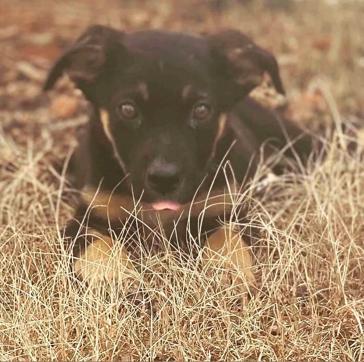 Mia joined the competition — help win amazing prizes! borador, carnivore, companion_dog, dog, dog_breed, fawn, fur, grass, grassland, labrador_retriever, liver, plant, prairie, snout, soil, sporting_group, street_dog, terrestrial_animal, whiskers, working_animal