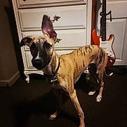 Hip-Hop joined the competition — help win amazing prizes! dog, brindle, pet, indoor, carpet, dresser, guitar, collar, ear, shadow, brown, white, furniture, floor, animal, canine, domestic, room, standing, curious