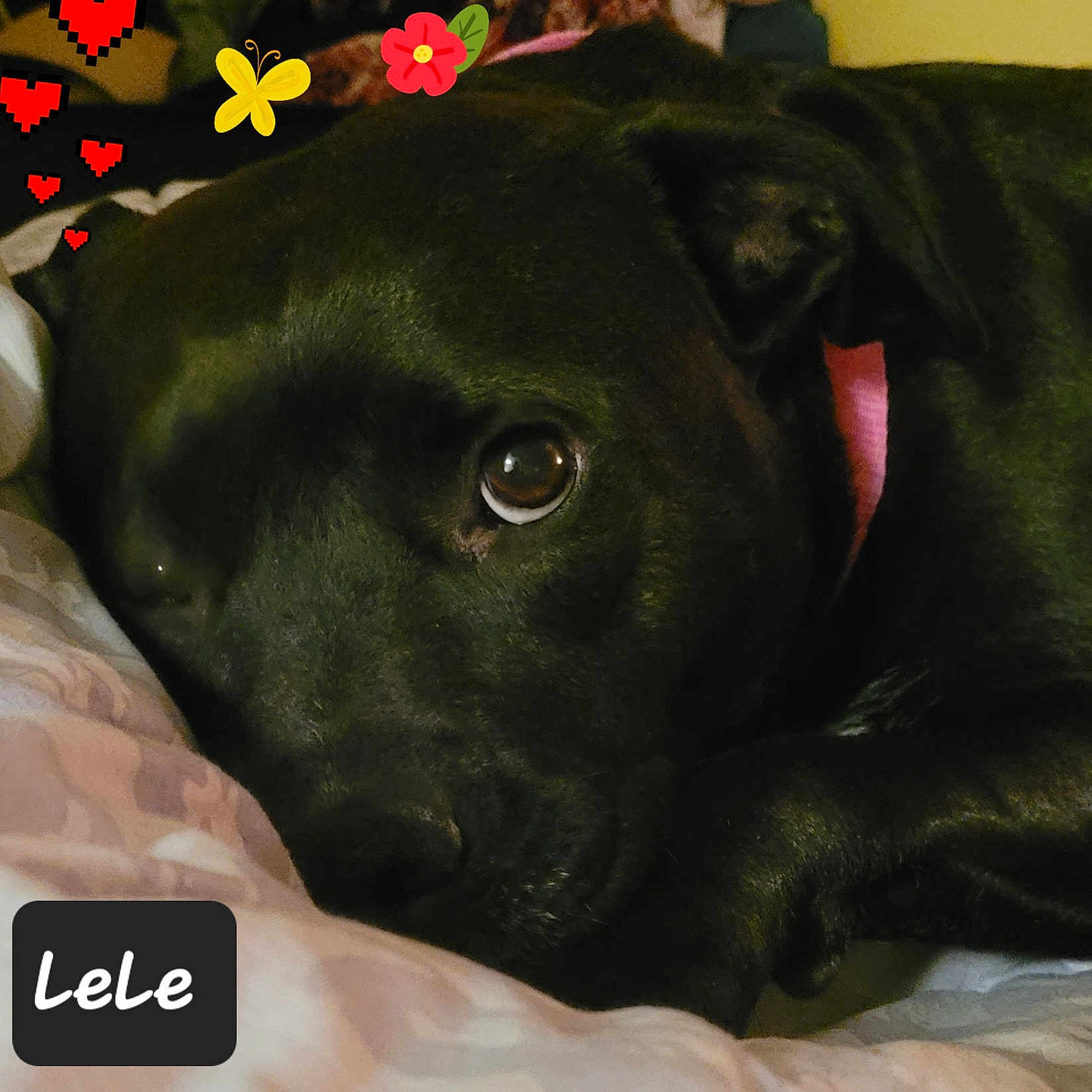 Lele