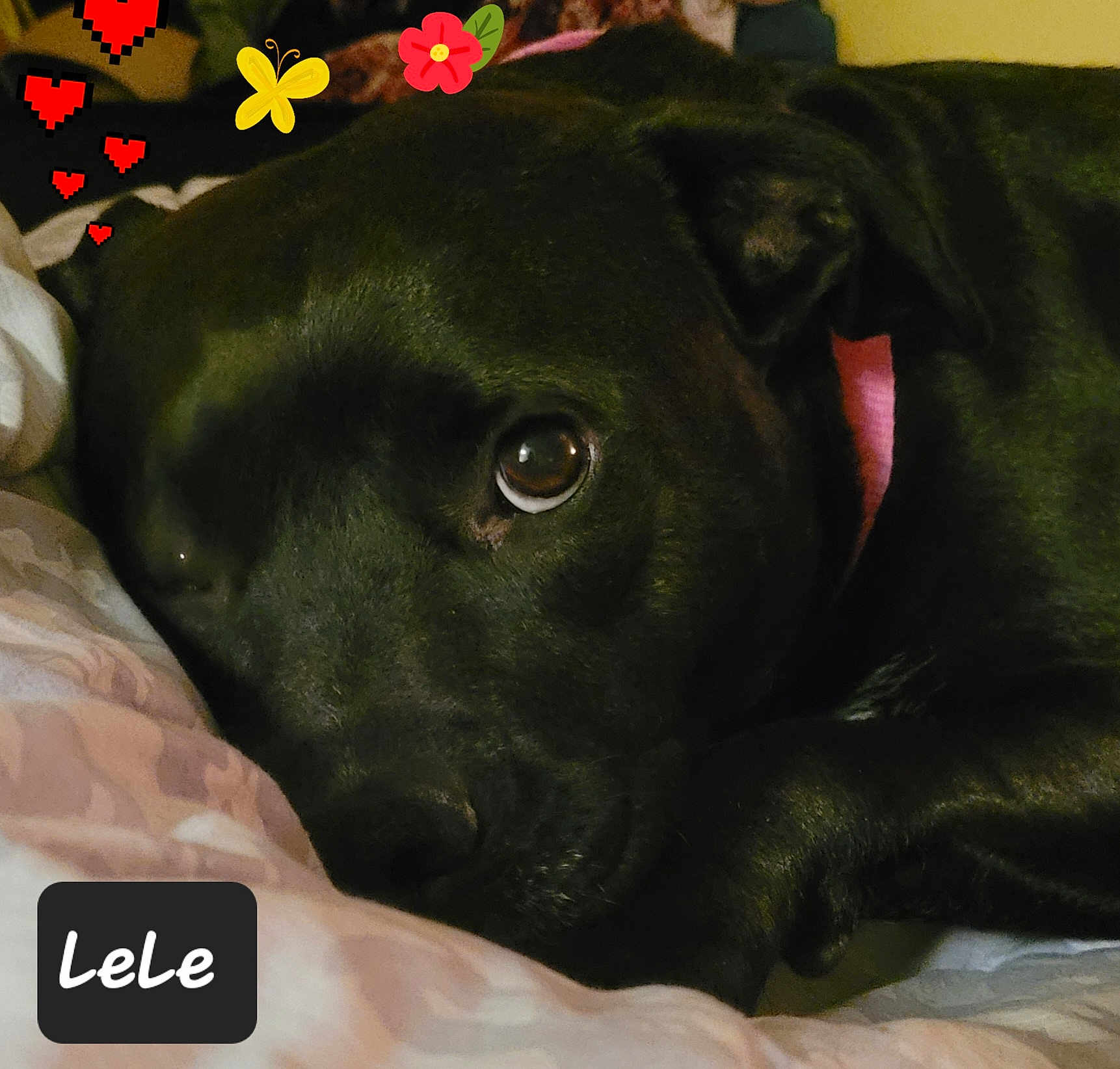 Lele