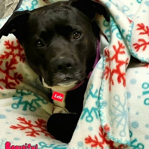 Lele joined the competition — help win amazing prizes! borador, canidae, carnivore, collar, comfort, companion_dog, dog, dog_breed, dog_collar, dog_supply, fur, guard_dog, linens, pattern, pet_supply, retriever, snout, sporting_group, whiskers, working_animal