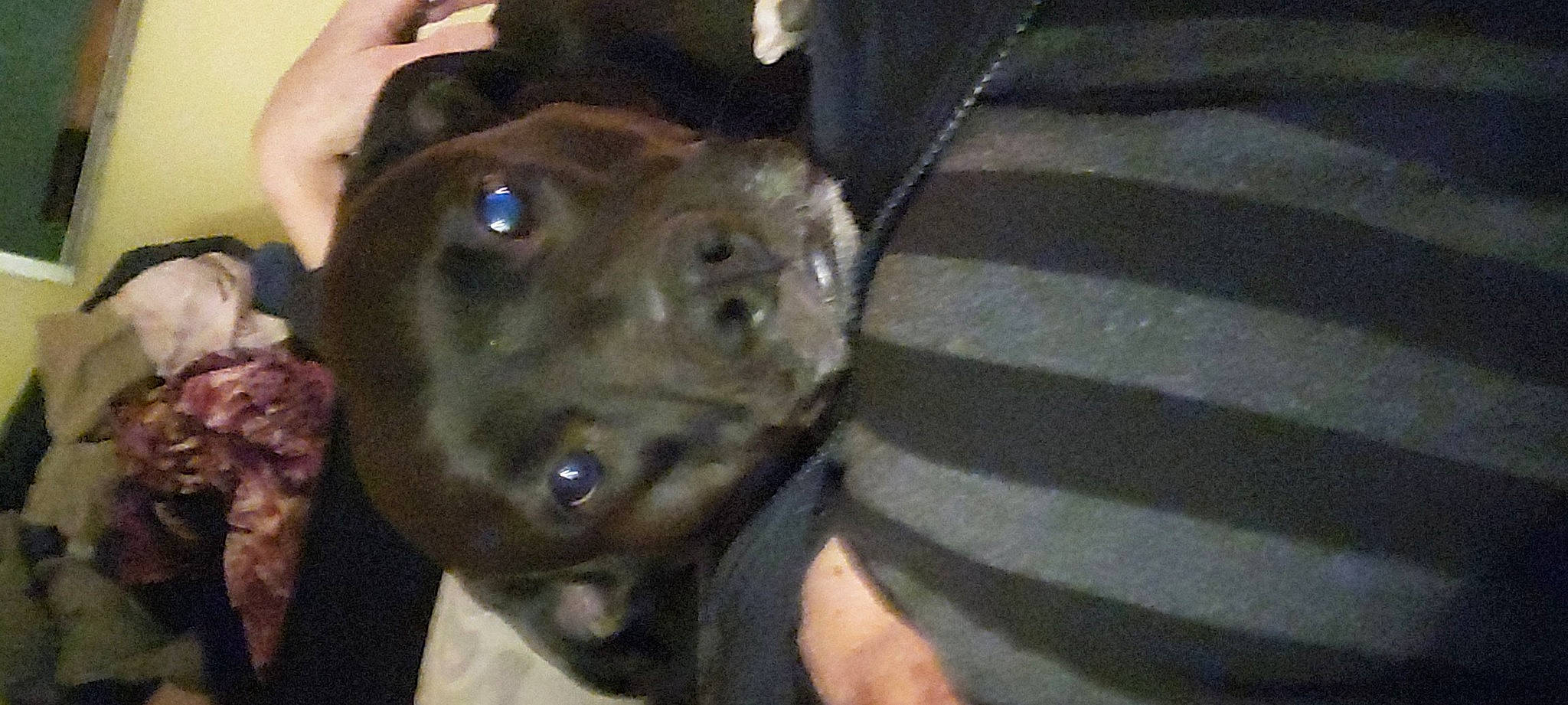 Lele joined the competition — help win amazing prizes! carnivore, companion_dog, dog, dog_breed, ear, electric_blue, fawn, fur, liver, sporting_group, terrestrial_animal, whiskers, working_animal