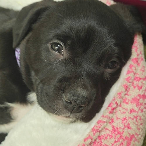 Lele joined the competition — help win amazing prizes! borador, canidae, carnivore, collar, companion_dog, dog, dog_breed, fawn, fur, gun_dog, non_sporting_group, puppy, sporting_group, terrestrial_animal, whiskers, working_animal