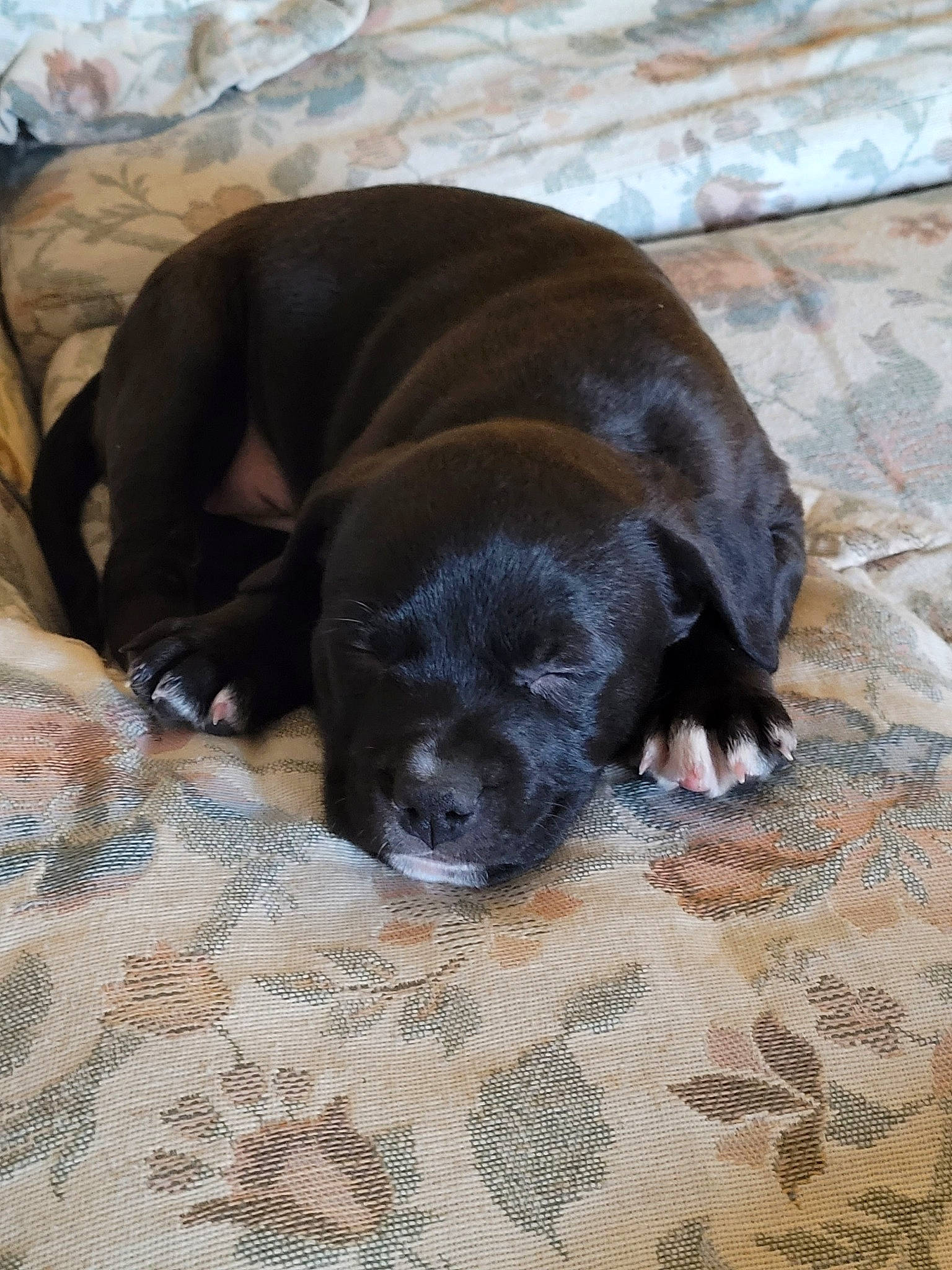 Le Le is registered to the contest to win money with this photo: borador, carnivore, comfort, companion_dog, dog, dog_breed, fur, guard_dog, gun_dog, liver, nap, retriever, tail, terrestrial_animal, whiskers, working_animal