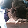Smokey joined the competition — help win amazing prizes! cat, gray_cat, sleeping, paws, blanket, soft, cozy, indoors, nap, fur, pet, resting, animal, feline, curled_up, quiet, warm, comfort, pile, sunlight