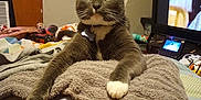 Smokey is registered to the contest to win money with this photo: cat, gray_cat, white_paws, blanket, towel, indoor, pet, feline, animal, cozy, resting, stretching, living_room, television, household_items, curious, green_eyes, domestic_cat, relaxed, fur
