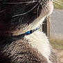 Smokey joined the competition — help win amazing prizes! cat, sunglasses, gray_fur, white_chest, whiskers, collar, window, screen, sunlight, outdoor_view, close_up, pet, animal, feline, side_profile, relaxed, cool, shiny_glasses, indoor, portrait